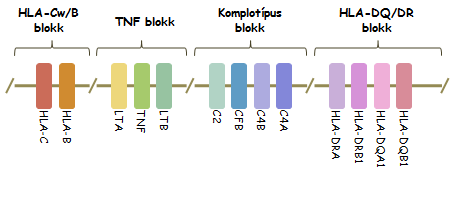 1.2 ŐSI MHC HAPLOTÍPUSOK 1.2.1 Az ősi haplotípus fogalma A kiterjesztett MHC régió egyik nevezetessége az itt megfigyelhető nagyfokú linkage disequilibrium (LD; kapcsoltsági egyensúlytalanság ), ami