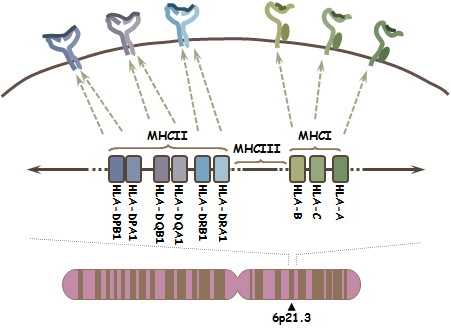 1 IRODALMI ÁTTEKINTÉS 1.1 AZ MHC RÉGIÓ ÉS A NÉVADÓ FEHÉRJÉK 1.1.1 A régió jellemzői Az MHC régió (major histocompatibility complex, fő szövet-összeférhetőségi komplex) a humán genom egyik génekben leggazdagabb és legtöbbet tanulmányozott része.