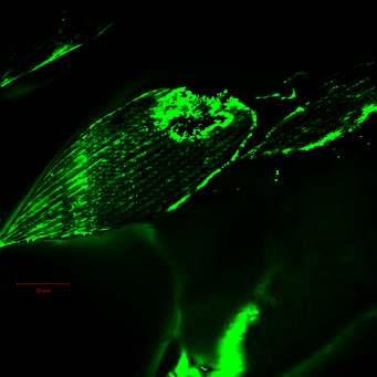 3D fluoreszcencia mikroszkópia természetes fluorofórok Lepkeszárnyról kétfoton