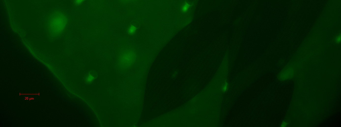 Lepkeszárnyról fluoreszcencia mikroszkópiával CCD kamerával készített 2D kép