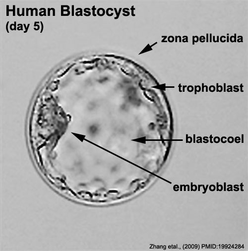 Emlős blastocysta: Humán embrió 5 napos korban Blastocystában kétféle sejttípus különül el: a trophoblast és az embrioblast