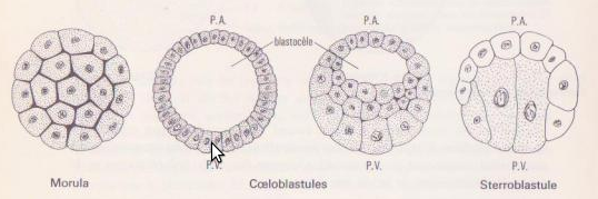 Hólyagcsíra Hólyagcsíra típusai: üreges blasztula (coeloblastula),