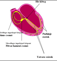 Az elektromos impulzus Sinus-csomóban (pacemaker) elektromos impulzus (akciós potenciál) keletkezik ritmusosan Ez végigvezetődik az ingerületvezető rendszeren, és eljut a