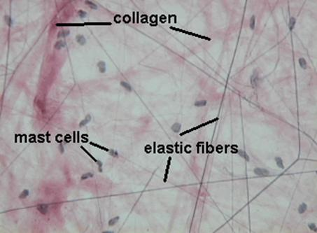 Rost típussok: Kollagén rostok: domináns típus Elasztikus rostok: vékonyabbak, ritkábban fordulnak elő Sejt típusok: Fibroblaszt: lapos nyúlványos sejt, kollagén és elasztikus rodt