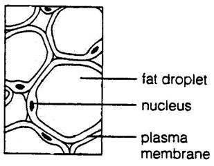 Zsírszövet: Fehér zsírszövet: nagy internális zsírcsepp, vékony citoplazma réteg a sejthártyához tapadva, lapos mag sejt szélén.