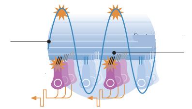 A receptor aktiválása