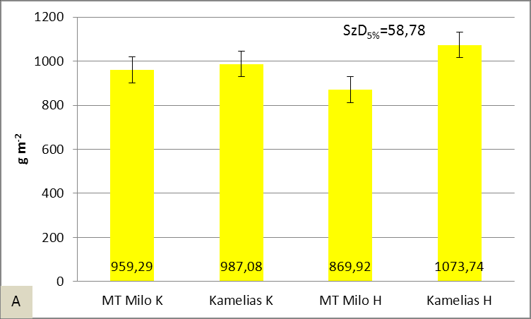 nagyobb, mint az MT Milo H és a korai vetésidejű kukoricáké (51A. ábra).