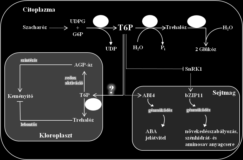 5. ábra. A trehalóz bioszintézise és az anyagcserében betöltött feltételezett szerepe (PONNU et al., 2011 alapján).