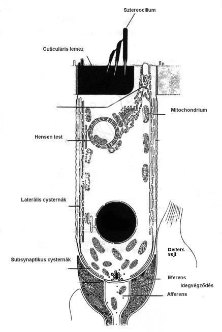 Belső szőrsejt (BSZ) Külső szőrsejt (KSZ)