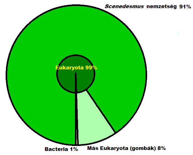 31. ábra. Fotoautotróf módon tenyésztett mikroalga összetétele.