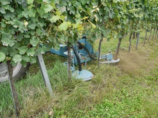AZ ÖKOLÓGIAI SZŐLŐTERMESZTÉS ALAPELVEI A GYOMOK VISSZASZORÍTÁSA MECHANIKAI MÓDSZEREKKEL VAGY TALAJTAKARÁSSAL A megfelelően összeállított és kialakított sorköznövényzetnek jelentős gyomelnyomó hatása