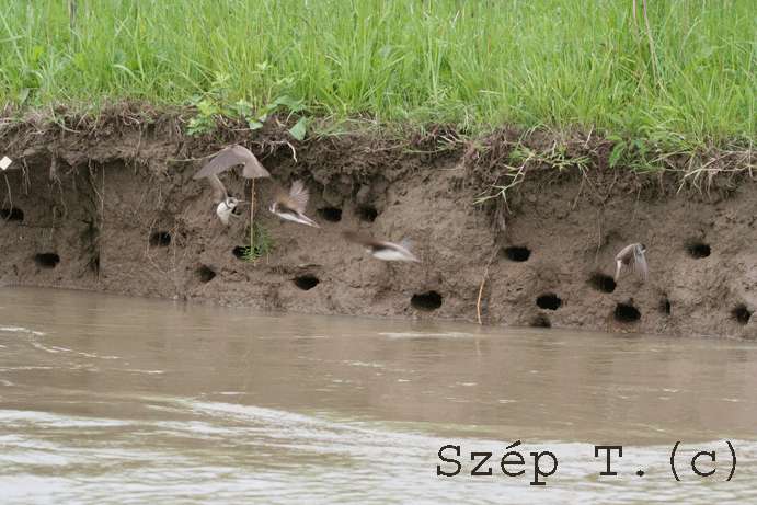 Populáció nagysága a Tisza magyar szakaszán A