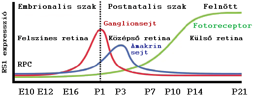 8. ábra. Az RS1 protein expressziójának időrendje az egér retinában. RPC= retinalis progenitor sejt, E= embrionalis, P= postnatalis napok száma (52).