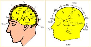 Az EEG keletkezésének alapjai EEG az agykéreg idegsejtjeiben kialakuló izgalmi és gátló posztszinaptikus potenciálok összegződéséből származik.