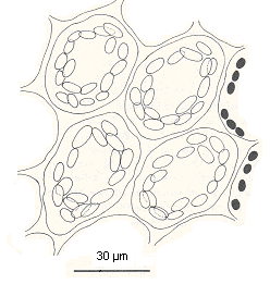 alapjánál erednek a száron. A rizoidpajzs rendszerint hiányzik, de elsődleges rizoidpajzsot találhatunk a Lopholejeunea sphaerophora (Lehm. et Lindenb.) Steph. és L. erugata Thiers fajok esetében.