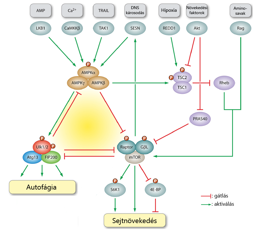 (Eukaryotic translation initiation factor 2A), vagy a FOXO (Forkhead box protein O) fehérjék és a lista szinte napról-napra növekszik.
