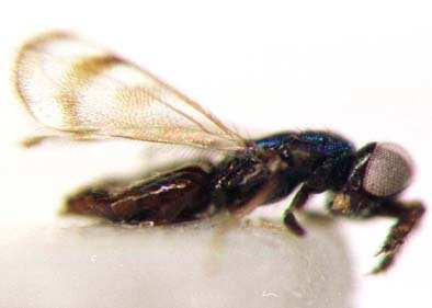 A vizsgálatok jellemzı faja volt a Closterocerus trifasciatus (15. ábra). 15. ábra. Closterocerus trifasciatus Westwood (http://cse.naro.affrc.go.