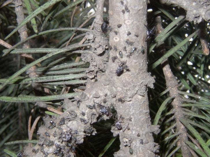 Phacidium coniferarum Phomopsis