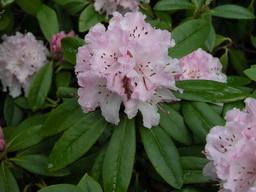 Phytophthora ramorum 1993/94 Rhododendron-on Anglában és Németországban 2000 USA erdőben Quercus-on EPPO karantén listán Fontos terjesztője a talaj, víz és a levegő!