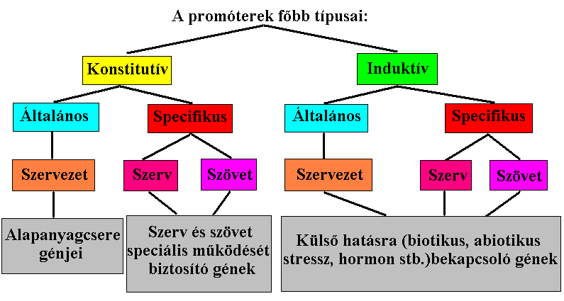 A promóterek