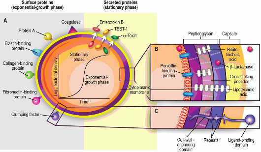 A S. aureus virulenciája agr = quorum-sensing
