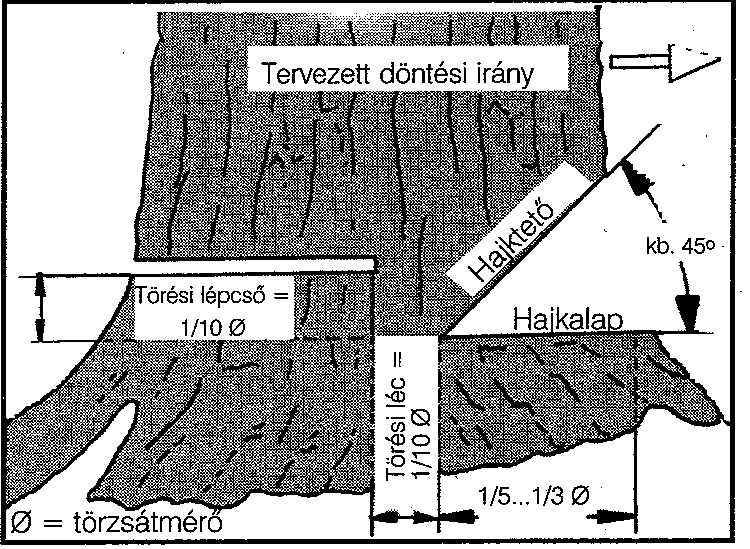 A törési lécről és a törési lépcsőről Ezek a fogalmak az erdészeti tanulmányok során jönnek elő, a fadöntés kapcsán.