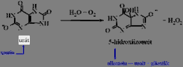 Fehérjebiotechnológia 13. Humánterápiás enzimek előállítása Az urát oxidáz Az enzim a purinbázisok lebontásában vesz részt. Az urát 5- hidroxiizourát átalakítást katalizálja (13.1. ábra)