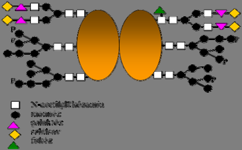 Fehérje Biotechnológia - gal7 (galaktokináz) és adh2 (alkohol dehidrogenáz II) promóterekből kialakított mesterséges promótert (glükóz represszál, galaktóz indukál) és a gal7 transzkripció