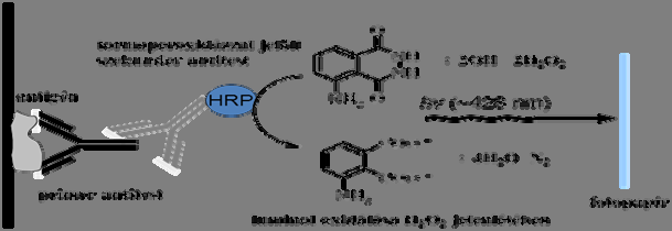 Fehérjebiotechnológia A HrP felhasználása (14.8. ábra): - Western Blot, ELISA, ELIFA stb. 14.8. ábra. A HrP felhasználása immunoassay rendszerekben.