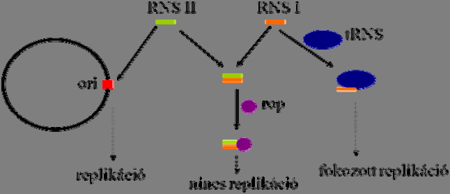 Fehérje Biotechnológia 4. Marker gének Antibiotikum rezisztencia marker gének az elterjedtek (pl. cml - klóramfenikol rezisztencia; amp - ampicilin rezisztencia). 5.