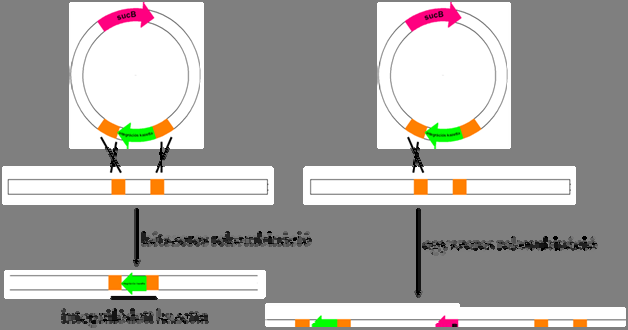 Fehérjebiotechnológia 8.3. ábra. Levan sucrase szelekción alapuló integráció.