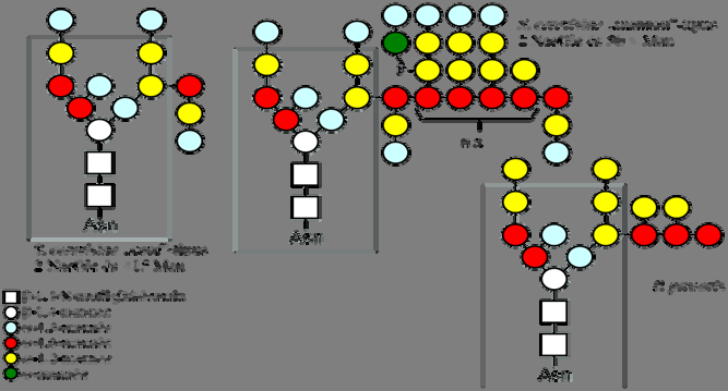 Fehérje Biotechnológia fibronektin kötő fehérje génjéből. Lehetővé teszi a szintetizálódott fehérje kovalens kötődését a sejtfalhoz (cell surface display rendszerek).