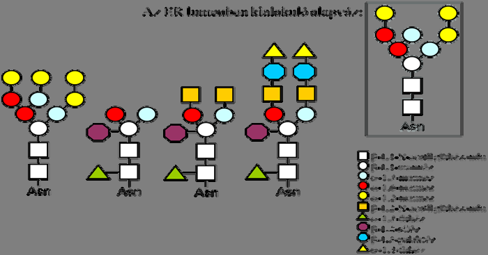 Fehérjebiotechnológia 10.2. ábra. Néhány jellegzetes növényi N-glikozid oldallánc.