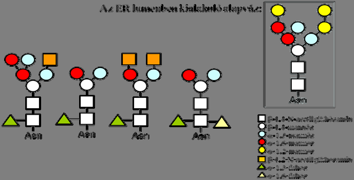 Fehérjebiotechnológia 10.5. ábra. N-glikoziláció rovar sejtekben.