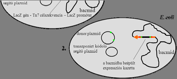 Fehérje Biotechnológia 10.6. ábra. Az expressziós kazetta beépítése a bacmidba. 1. A bacmid-ot hordozó E.
