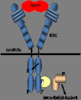 Fehérje Biotechnológia 11.2. ábra. Egy de novo fehérjetervezés segítségével létrehozott fehérje szerkezete. 11.3. ábra. A receptor tirozin kináz (RTK) működése. A ligand (pl.