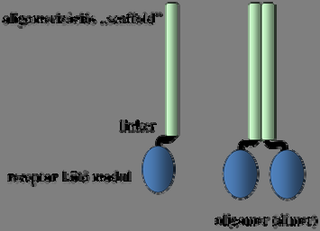 Fehérjebiotechnológia 11.4. ábra. Mesterséges növekedési faktorok. Receptor kötő modul: A növekedési faktorok receptort felismerő moduljainak szekvenciáit használják (11.4. ábra).
