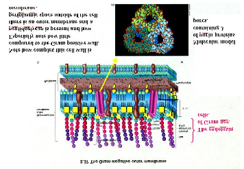 Mikroszkópos vizsgálatok 2009 A baktériumok obligát sejtalkotói - sejtfal, -