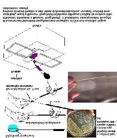 Festett készítmények A festõdés a baktériumsejt (gomba, protozoon) alkotórészei és a festékoldat között lezajló fizikai kémiai reakciók eredménye.