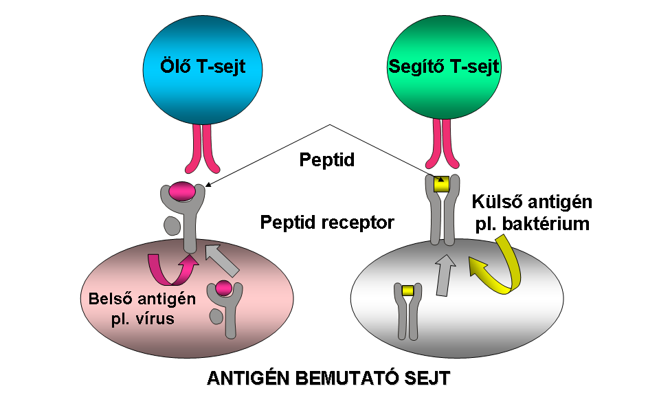 1. ábra. A T-sejtek antigénfelismerése Az APS-ek előkészítő szerepet játszanak a fehérjék T-sejtek általi felismerésében. Ennek lépései: 1. az antigén felvétele; 2.