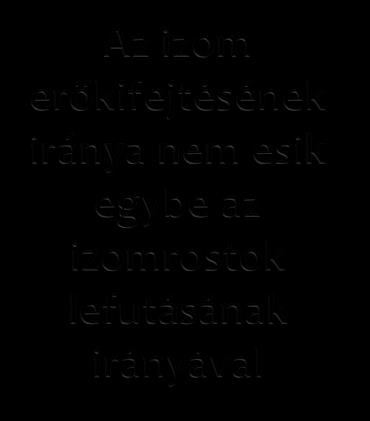 Izomrost rendeződés típusai Az izom erőkifejtésének iránya egybe esik az izomrostok erőkifejtésének irányával 1. Párhozamos lefutású, 2. egyszer tollazott (unipennatus), 3.