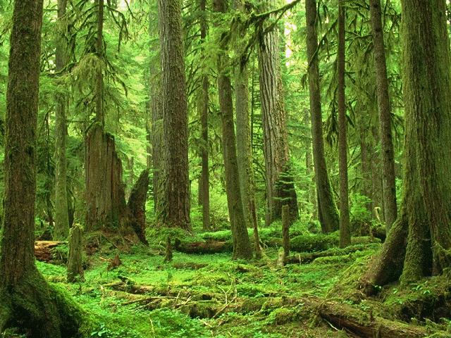 I. A vegetáció egységei Formációcsoport