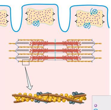 Az izomkontrakció alapja: a Ca 2+ szint szabályozása a citoplazmában T tubulus T tubulus