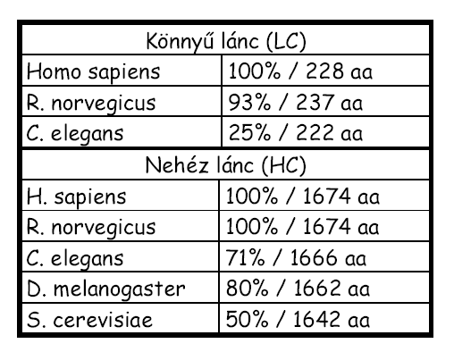 Konzervatív fehérjék.