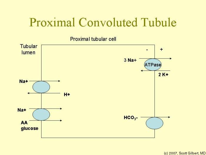 Na+-hoz kapcsolt kotranszporterek: Na+- glükóz; Na+-aminosav; Na+-foszfát szinport transzport, a Na+ gradiens segítségével a szűrletbe került minimális albumin