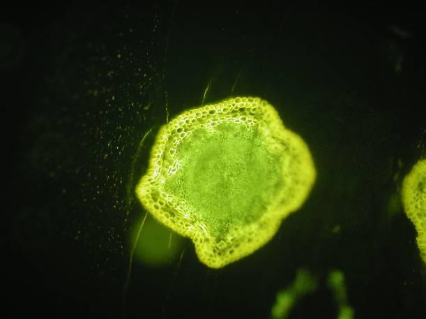 II. A gyantába ágyazott preparátumot a Pándy 279 meggyfajta 8, 21, 24 és 48 órás pollen és konídium szuszpenziós kezelését követően készítettünk (28. ábra). 28.