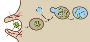 Fagocita funkció A fagocitózis olyan folyamat, melynek során az erre képes fehérvérsejtek (pl. neutrofil granulociták, monociták) részecskéket kebeleznek be.