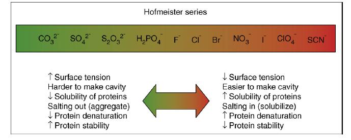 III. A víz szerepe a fehérjedinamikában Hofmeister, 1888 A harmadik leggyakoribb