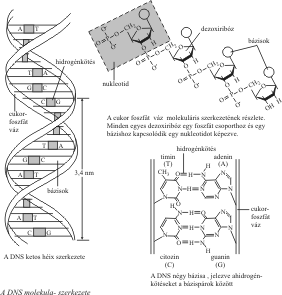 dodecilbenzol Szénhidrogén, CH 3(CH 2) 11C 6H 5; Friedel Crafts-reakcióval állítják elő dodekénből (CH 3(CH 2) 9CH:CH 2) és benzolból.