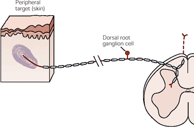 Sejttest: a dorzális gyökér ganglionokban Axon: 2 ága van,
